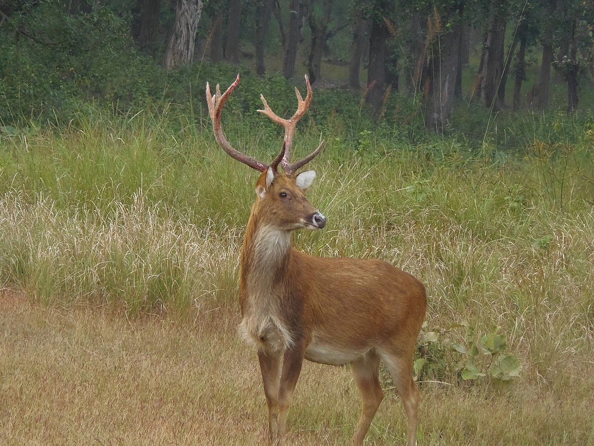 Kkanha National Park